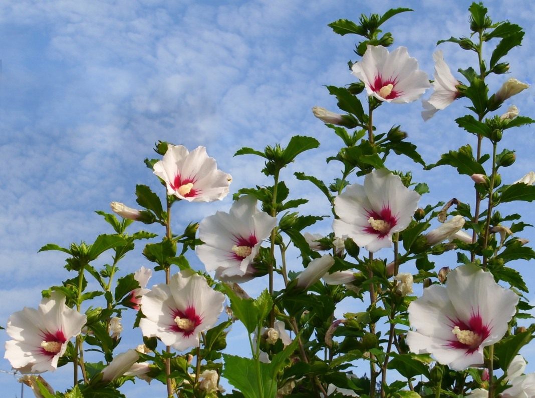 hibiscus-syriacus.jpg