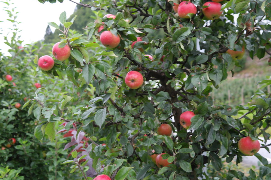 Сонник яблоки собранные. Сон яблоки на дереве много красных. К чему снится собирать яблоки с дерева. Видеть во сне яблоки много крупные красные на дереве. Сонник яблоки на дереве.